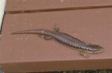 2022-08-07 lizard visitor on front porch.JPG