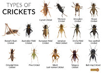 Types-of-Crickets.jpg