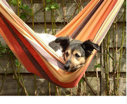 Old dog in hammock.png