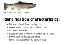 Screenshot 2022-10-11 at 19-44-24 Coho salmon identification - King County.png