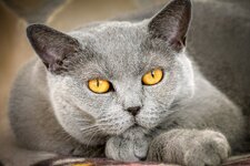 gray-cat-yellow-eyes-pixabay-3420848712.jpg