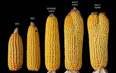 maize-varieties.jpg