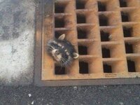 MVC-RACOON1.jpg