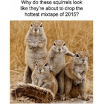why-do-these-squirrels-look-like-theyre-about-to-drop-253711.png