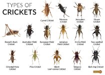 Types-of-Crickets-1.jpg