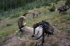 Elk-hunt-goats.jpg