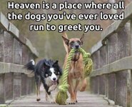 Dogs in Heaven.jpg