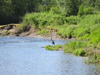 greaat blue heron downstream.jpg
