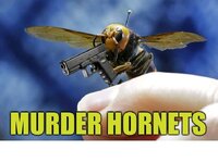 Murder Hornets.jpg