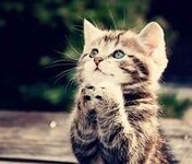 begging,cat,praying-8303aa360b20d476861e91cab3ae3553_m.jpg