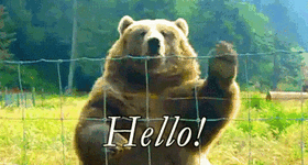 Bear-say-Hello.gif