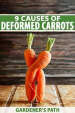 9-Causes-of-Deformed-Carrots-Pin-1.jpg