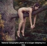 Cougar Sleeping In A Tree.jpg