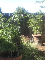 Scarey Tomatos.jpg
