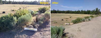 Before After Desert.png