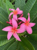 IMG_0831.jpeg