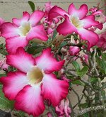 IMG_7761.jpeg