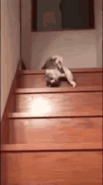 cat-stairs.gif