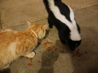 cattt.jpg