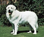 Great-Pyrenees.jpg