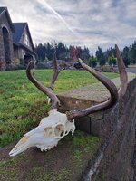 Euro.jpg