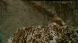 IMG-3671.gif