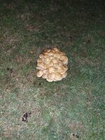 20250104_173438[1].jpg