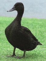 IMG_6073.jpeg