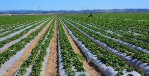 Southeastern-Plasticulture-Strawberries-1.jpg