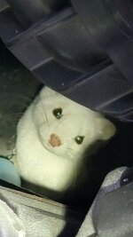 ermine-2-jpg.jpg