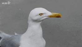 200.gif