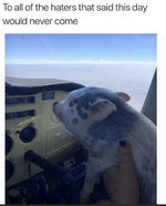 pigs fly.png