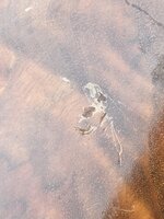 IMG_5915.jpeg