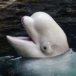 IMG_4102.jpeg