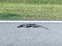 IMG_6366.jpeg