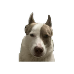 1750308661608.png