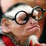 Avatars_Funny_Monkey_with_Glasses.jpg