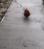 200.gif