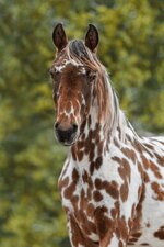 portrait-appaloosa-horse-summer-600nw-2432029401.jpg