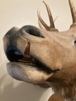 IMG_5204.jpeg