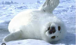 Harp seal.png