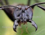 forest ant.jpg