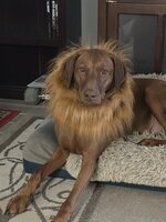 IMG_1827.jpeg