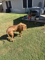 IMG_1821.jpeg