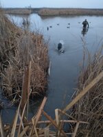 IMG_20241222_070442785.jpg
