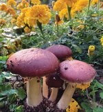 8614118_01V_four-wine-cap-mushroom-sawdust-spawn.jpg