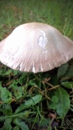 IMG_20251109_153824251~2.jpg