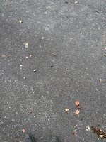 IMG_2869.jpg