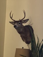 IMG_5199.jpeg