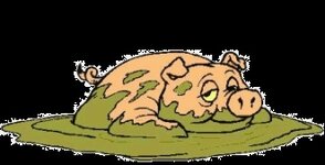 Animal Pig in mud.jpg